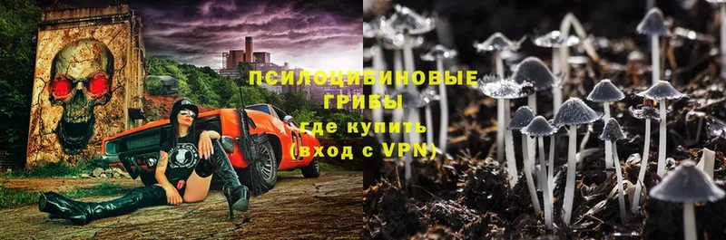 сколько стоит  Нижнеудинск  Псилоцибиновые грибы Psilocybe 